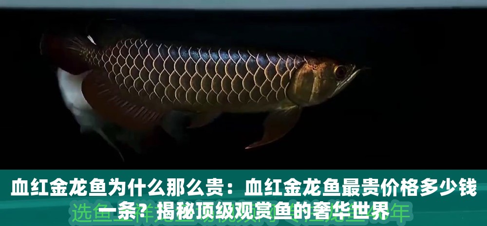 血紅金龍魚為什么那么貴：血紅金龍魚最貴價格多少錢一條？揭秘頂級觀賞魚的奢華世界