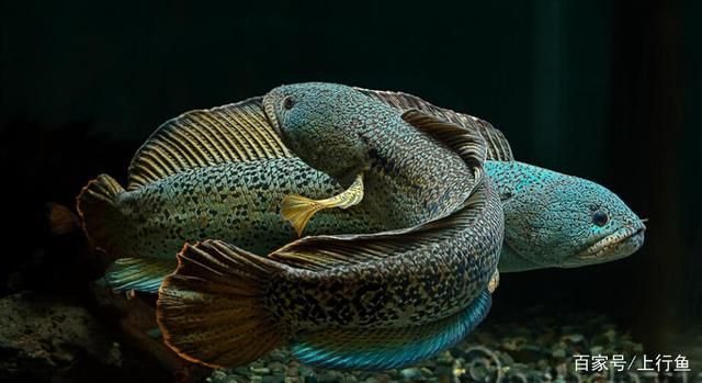 雷龍魚價格排行榜前十名有哪些（雷龍魚價格排行榜）