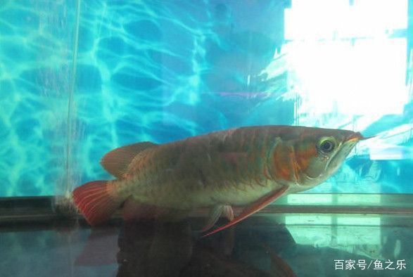 龍魚驅蟲后多久見效？
