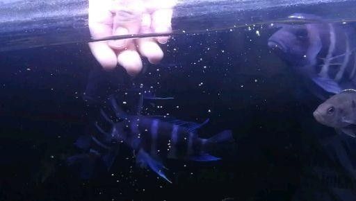 龍魚和薩伊藍能混養嗎