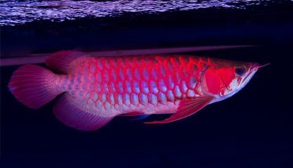 紅龍魚最高溫度是多少度的（紅龍魚最高可接受多少溫度的水）