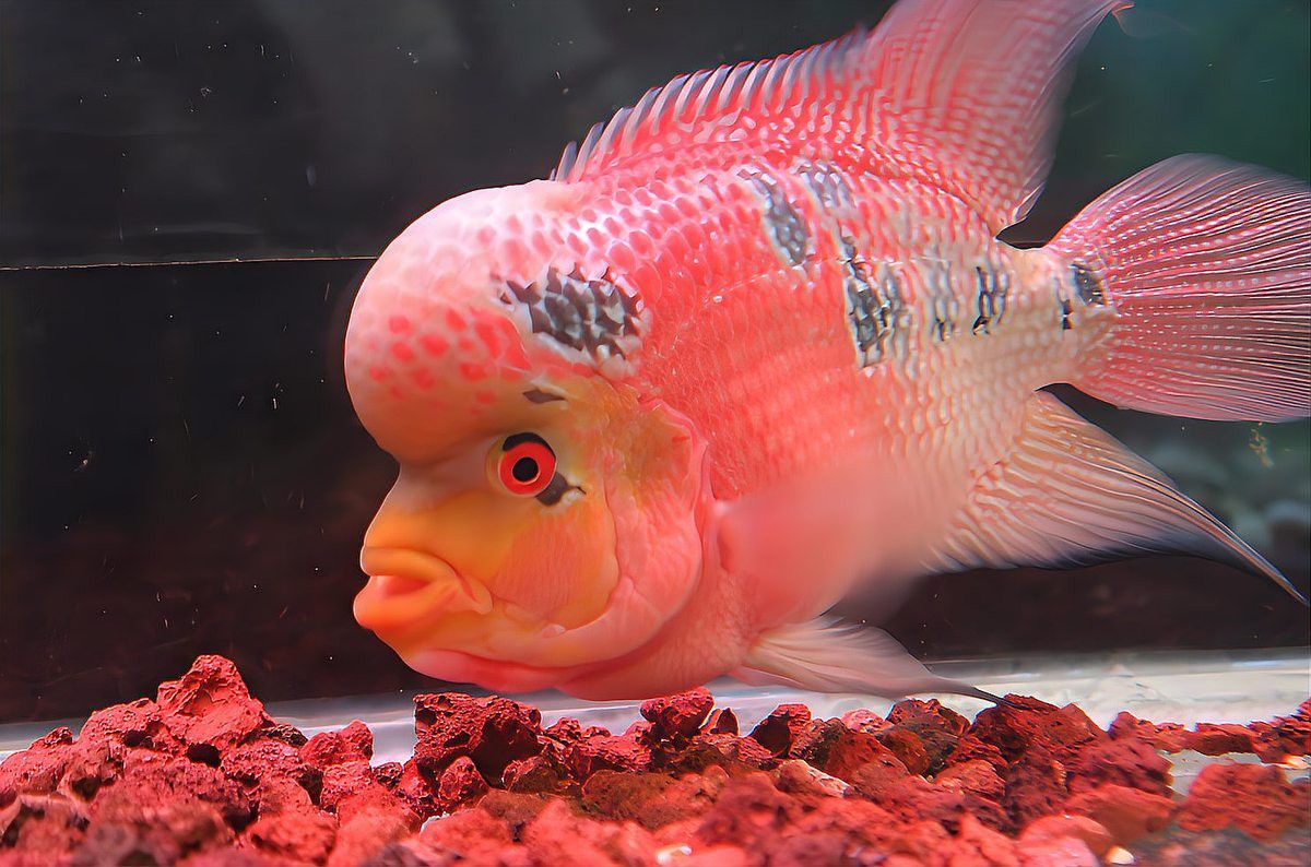 巴西亞可以和銀龍魚混養嘛