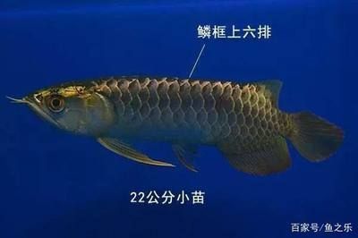 龍魚的珠鱗是什么意思（龍魚的珠鱗是什么？）