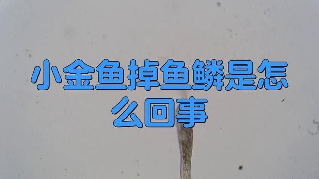 金魚掉魚鱗是什么原因