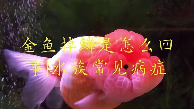 金魚掉魚鱗是什么原因