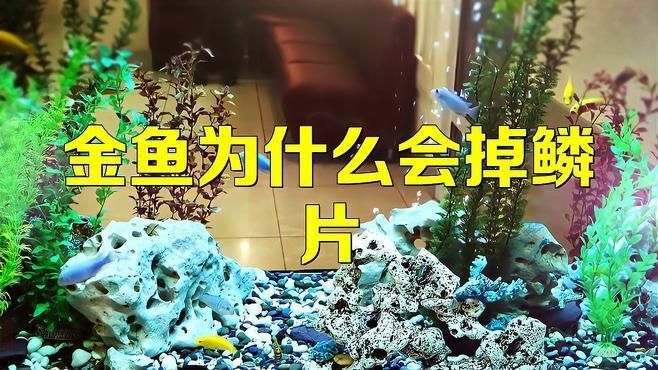 金魚掉魚鱗是什么原因