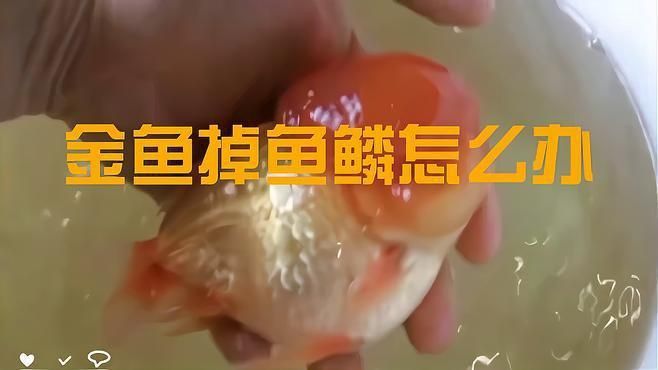 金魚掉魚鱗是什么原因
