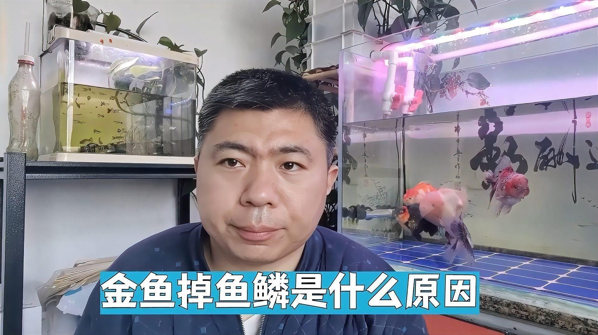 金魚掉魚鱗是什么原因