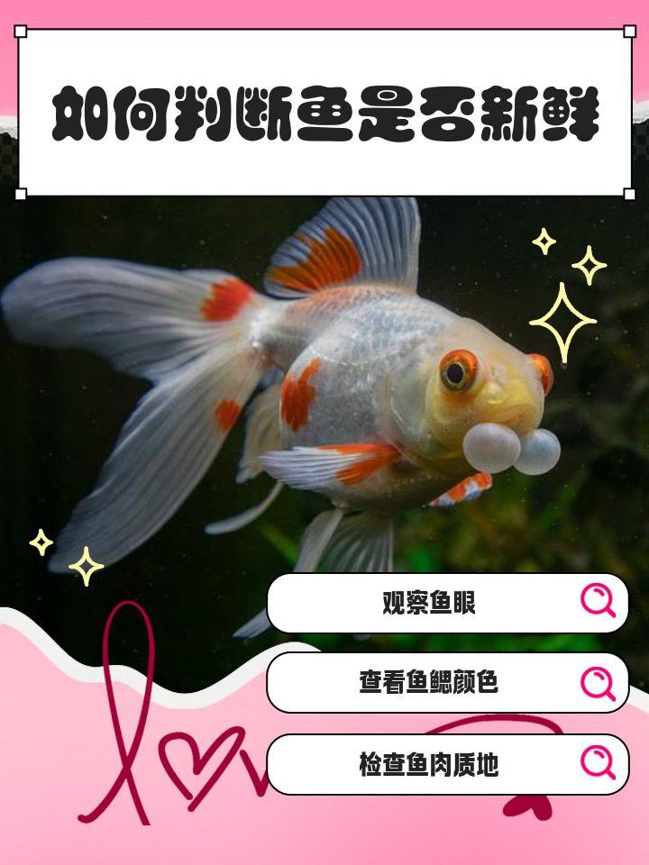 如何挑選新鮮的古龍魚？
