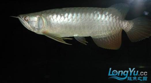 龍魚得病的表現(xiàn)圖片大全大圖：高清大全及龍魚疾病圖解圖片高清大全及龍魚疾病圖解