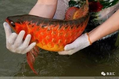 龍魚怎么喂小魚吃食