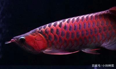 龍魚多大變色：龍魚發(fā)色階段及其對應的體長