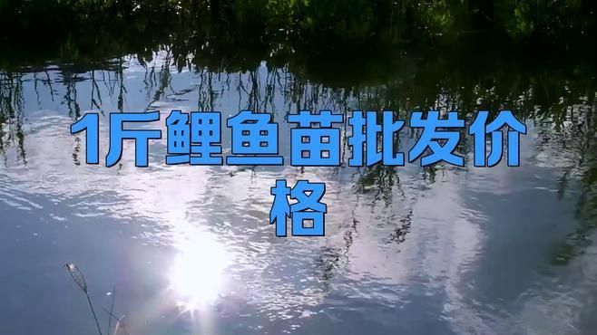 錦鯉魚苗批發多少錢一斤