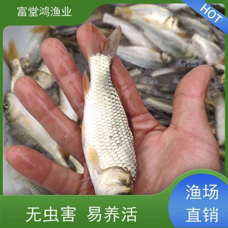 錦鯉魚苗批發多少錢一斤