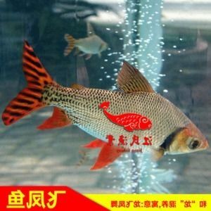 金龍魚的生長(zhǎng)速度和最終體形受多種影響：小金龍魚的生長(zhǎng)潛力