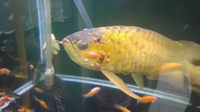 龍魚受驚后多久能開口吃東西了：龍魚受到驚嚇后多久能開口吃東西了