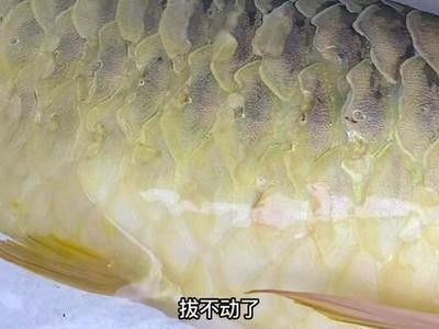 龍魚趴著不動(dòng)怎么回事：龍魚在趴著不動(dòng)時(shí)，可能有以下幾個(gè)原因