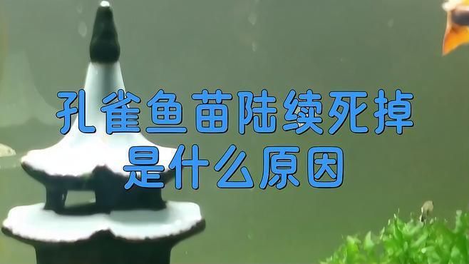 孔雀魚鴻運當(dāng)頭魚苗死亡率太高了