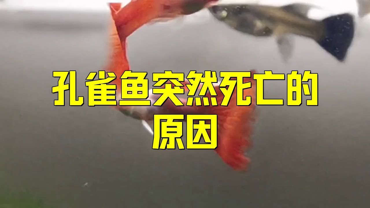 孔雀魚鴻運當(dāng)頭魚苗死亡率太高了