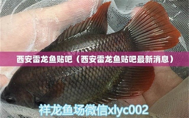 雷龍魚商：雷龍魚商在經營過程中需要注意以下幾個方面，雷龍魚市場價格趨勢