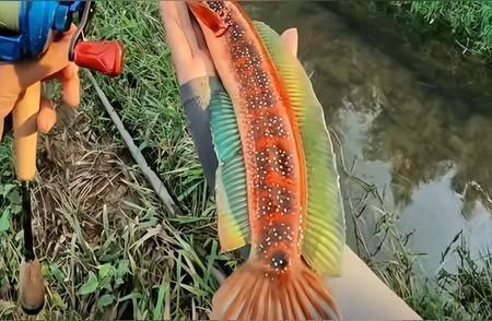 雷龍魚商：雷龍魚商在經營過程中需要注意以下幾個方面，雷龍魚市場價格趨勢
