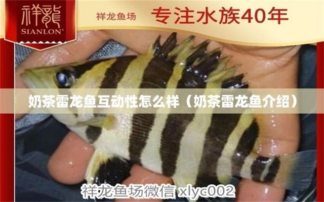 雷龍魚商：雷龍魚商在經(jīng)營過程中需要注意以下幾個方面，雷龍魚市場價格趨勢