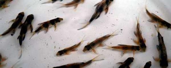 龍魚(yú)高檔配魚(yú)都有什么：幾種適合與龍魚(yú)搭配的高檔配魚(yú)