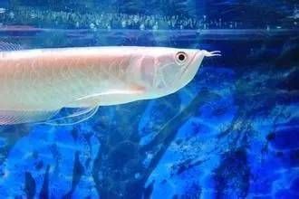 龍魚配對的行為有哪些：如何判斷龍魚的配對