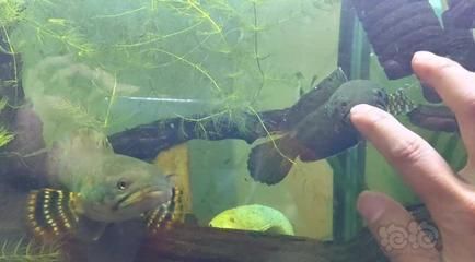野生雷龍魚圖片：美麗而神秘的深海生物——雷龍魚