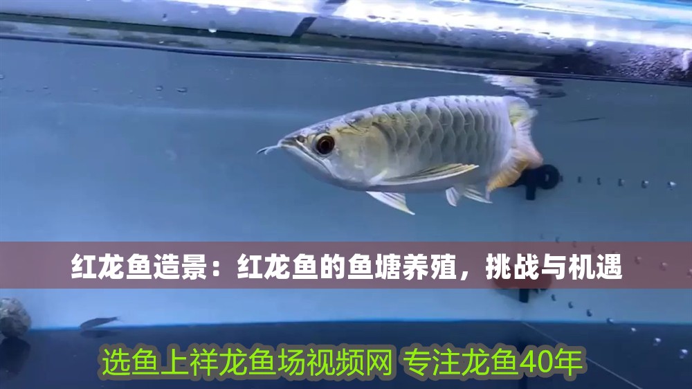 紅龍魚造景：紅龍魚的魚塘養殖，挑戰與機遇