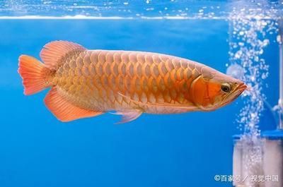 金龍魚紅色好還是金色好：金龍魚紅色和金色哪個更好