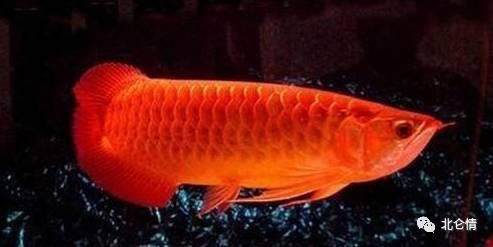 金龍魚紅色好還是金色好：金龍魚紅色和金色哪個更好