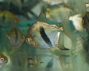 細(xì)線銀版魚(yú)批發(fā)：細(xì)線銀版魚(yú)養(yǎng)殖基地細(xì)線銀版魚(yú)養(yǎng)殖基地細(xì)線銀版魚(yú)的選購(gòu)技巧