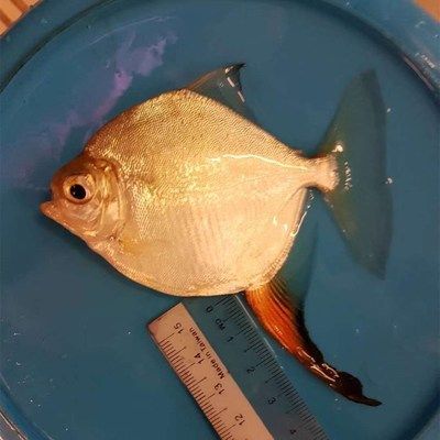 細(xì)線銀版魚(yú)批發(fā)：細(xì)線銀版魚(yú)養(yǎng)殖基地細(xì)線銀版魚(yú)養(yǎng)殖基地細(xì)線銀版魚(yú)的選購(gòu)技巧