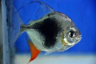 細(xì)線銀版魚(yú)批發(fā)：細(xì)線銀版魚(yú)養(yǎng)殖基地細(xì)線銀版魚(yú)養(yǎng)殖基地細(xì)線銀版魚(yú)的選購(gòu)技巧