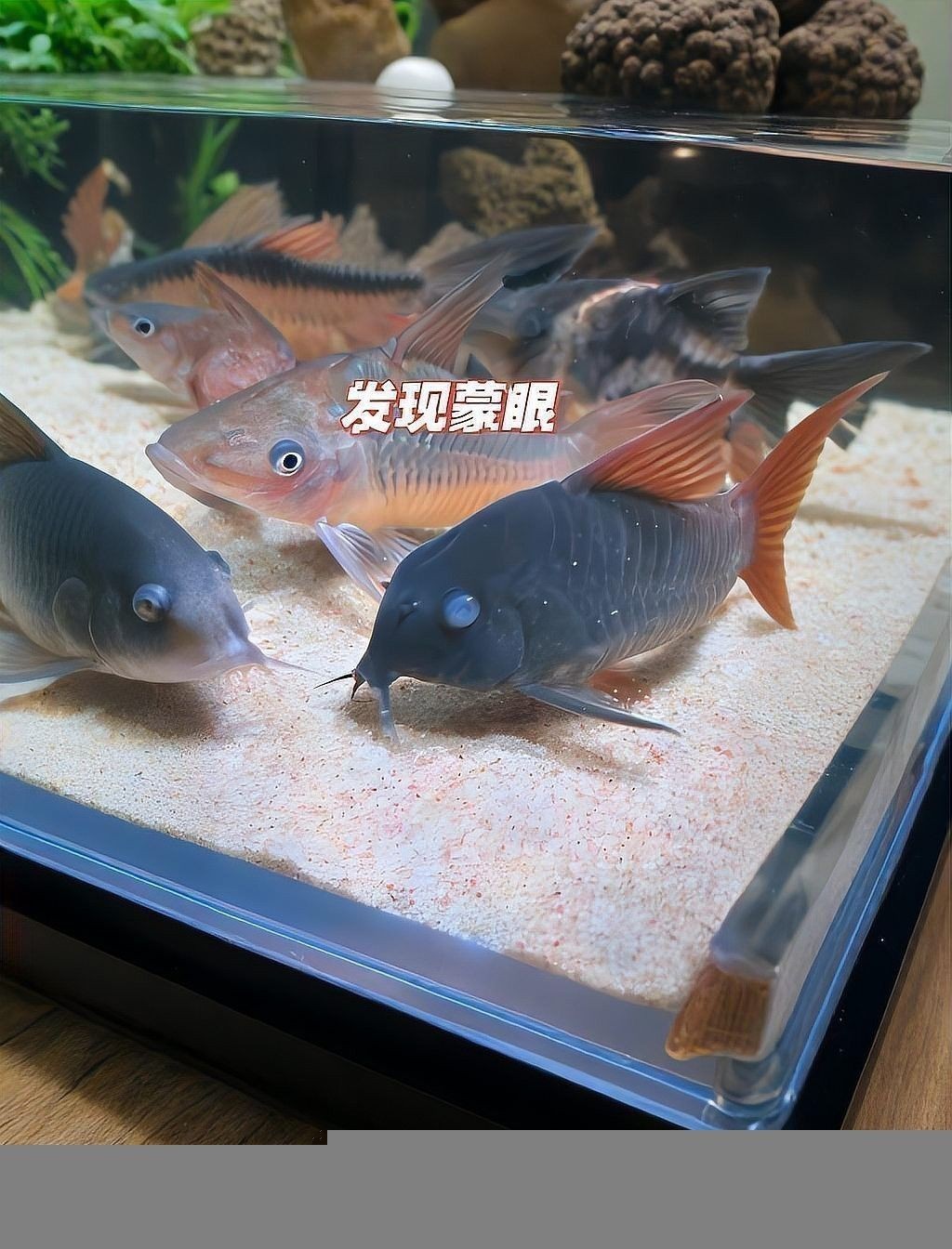 龍魚蒙眼一直不好怎么辦