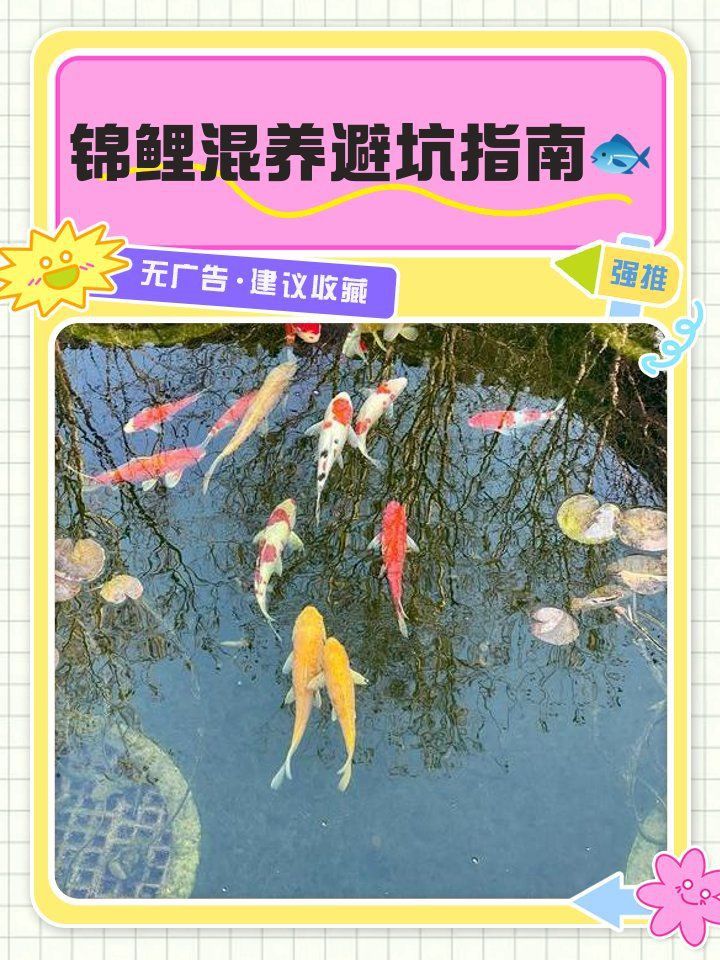 錦鯉不能和什么魚混養