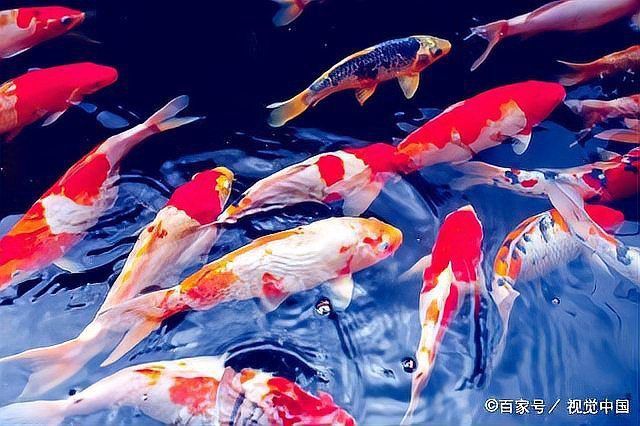 錦鯉不能和什么魚混養