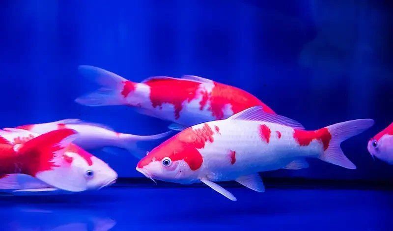 錦鯉不能和什么魚混養