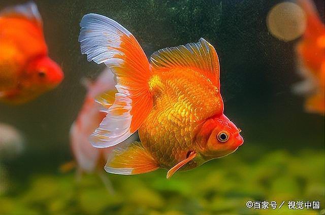 錦鯉不能和什么魚混養