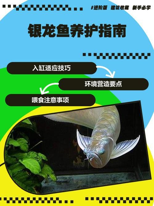 銀龍魚做法大全圖片