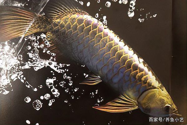 龍魚浮頭沉尾是什么原因