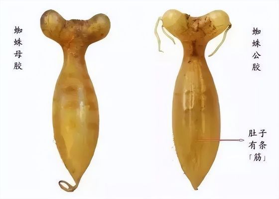 金龍魚膠有分公母嗎怎么吃（金龍魚性別分辨及食用方法）