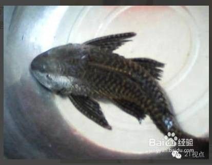龍魚內臟外露后如何護理