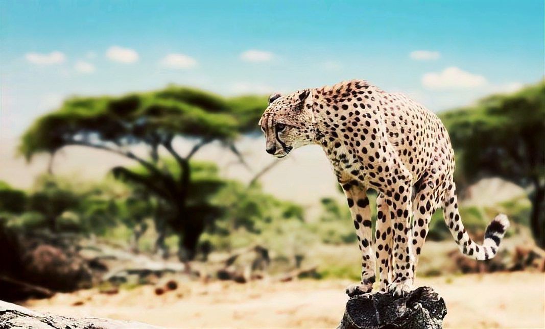 綠皮皇冠豹繁殖方式及原理詳解