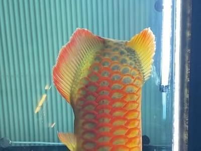 龍魚需要側燈嗎（龍魚是否需要側燈？）