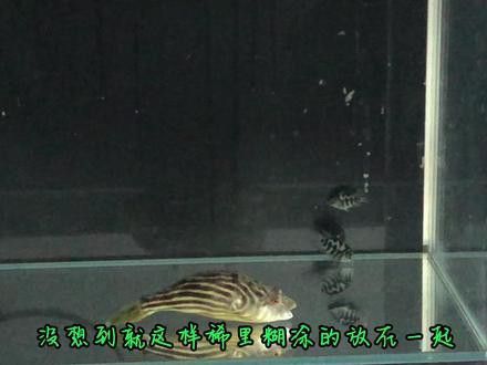 斑馬狗頭魚和龍魚混養好嗎圖片欣賞