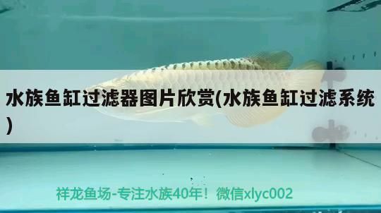 水族魚缸過濾器圖片欣賞(水族魚缸過濾系統(tǒng))