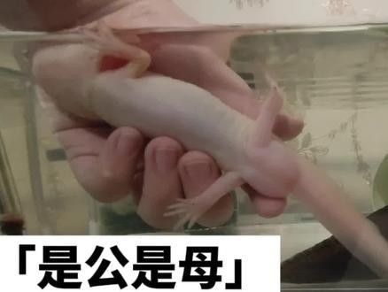 六角龍魚怎樣分公母