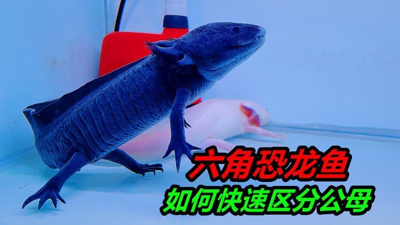 六角龍魚怎樣分公母